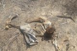 Ossada humana é encontrada na zona rural de Petrolina