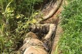 Píton gigante morre ao tentar engolir wallaby inteiro, na Austrália; fotos