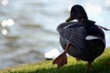 Pássaros soltam pum? Cientistas fazem banco de dados sobre o peido animal