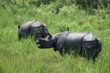 O parque que atira em pessoas para proteger rinocerontes