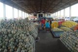 Mais um homicídio dentro do Mercado do Produtor