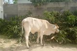Animais soltos nas ruas de Pilão Arcado