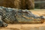 Pescador é devorado por crocodilo na Austrália, diz polícia