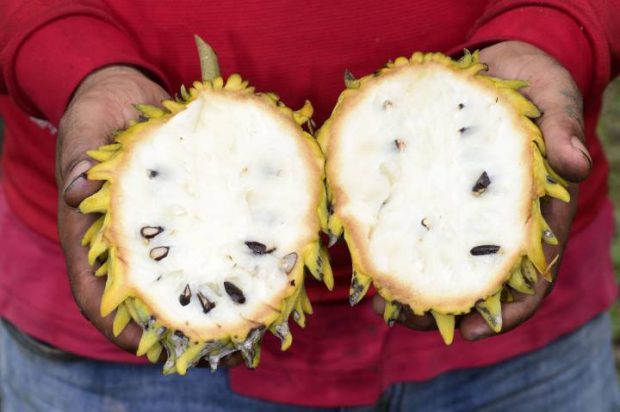 fruta