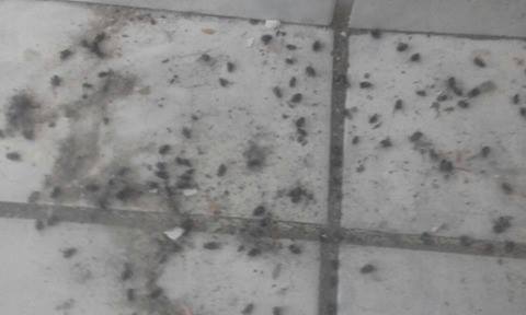 mosca1