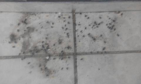mosca2