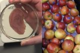 Cientistas usam maçã para criar tecido humano para transplante