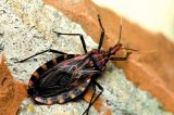 Doença de Chagas: SES na caça ao barbeiro no Sertão de Pernambuco