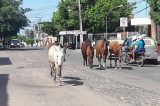 Animais soltos nas ruas de Juazeiro causam medo