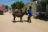 Animais apreendidos na zona rural de Juazeiro