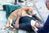 Cão não abandona dono que sofreu acidente