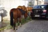 Aumenta a quantidade de animais soltos em Juazeiro