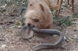 Cão mata serpente para salvar dona de ataque, mas é picado e morre