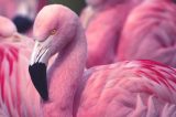 Pesquisa revela o segredo dos flamingos para ficar parados em uma perna só