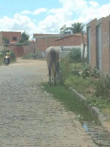 lixo na rua7