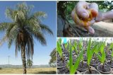 A palmeira que desponta como novo ‘ouro verde’ do Brasil