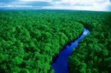 Temer vai propor redução de floresta no Pará