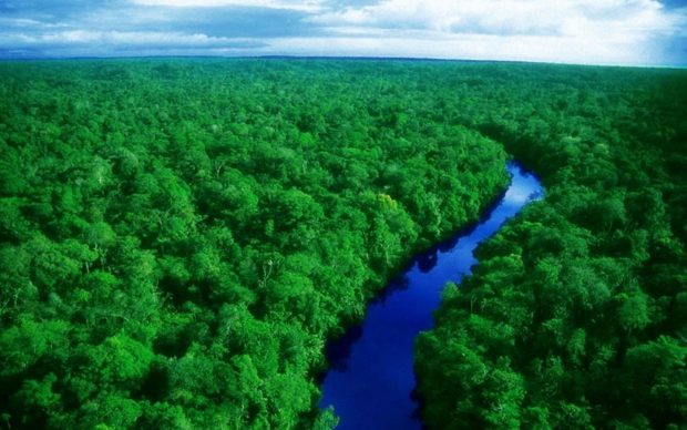 floresta da amazonia