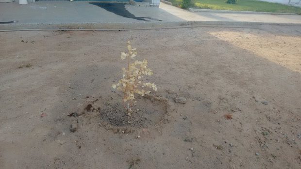 planta morta