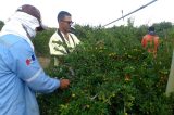 Agricultores sentem impacto das baixas temperaturas