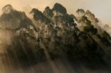 ‘Terrível’ e ‘maravilhosa’: a saga da árvore australiana que encontrou o habitat perfeito no Brasil