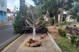 Vento derruba árvore na frente da Prefeitura de Juazeiro