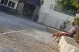 Homem é flagrado estuprando cadela no centro de Juazeiro-Ba; vídeo.