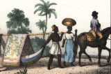 O que Charles Darwin viu no Brasil O que Charles Darwin viu no Brasil