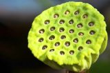 Pessoas não conseguem olhar para flor de lótus