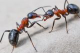 Substância da picada da formiga é transformada em combustível para ônibus