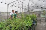 Ação de reflorestamento apoiada pela Codevasf contabiliza mais de 30 mil mudas semeadas em Alagoas