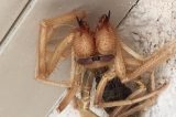 Família encontra animal “metade aranha, metade escorpião” em sua casa