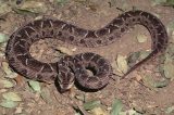 Pesquisador que descreveu nova espécie de serpente ‘Thamnodynastes’ contou com colaboração do Cemafauna Caatinga