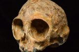 Crânio de 13 milhões de anos traz dados inéditos da evolução de homens e macacos