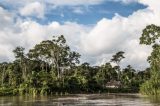 Floresta tropical recupera 80% do estoque de carbono e da fertilidade do solo