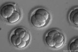 Cientistas eliminam mutação genética de embrião humano Cientistas eliminam mutação genética de embrião humano