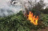 Operação Margem Segura erradica 10.000 pés de maconha em Curaçá Operação Margem Segura erradica 10.000 pés de maconha em Curaçá