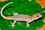 O que é a ‘evolução rápida’, que transformou um lagarto brasileiro em apenas 15 anos