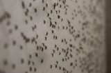 Mosquito comum também pode transmitir zika, aponta estudo brasileiro