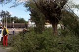 Vereador de Juazeiro agradece prefeito por mandar podar árvores