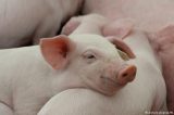 Cientistas criam porcos com órgãos para transplante em humanos