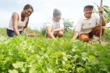 Agricultores de orgânicos buscam regularizar produção e ficarem mais competitivos em Petrolina, PE Agricultores de orgânicos buscam regularizar produção e ficarem mais competitivos em Petrolina, PE