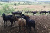IF Sertão-PE realiza dia especial para apresentação de pesquisa sobre ovinos berganês