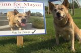 Cachorro é lançado candidato a prefeito