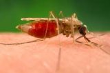 Malária tem nova forma de infecção