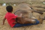 Foto de criança consolando burro com pata quebrada comove o país