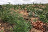 Apreensão de drogas em roça de plantio de Maconha em Canudos Apreensão de drogas em roça de plantio de Maconha em Canudos