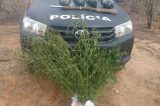 Mulher é presa com pé de maconha dentro de casa