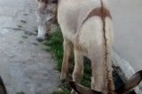 Uauá transformada em curral