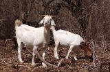 Congresso discute a produção animal no Nordeste brasileiro